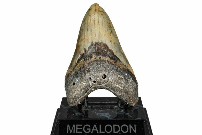 Serrated, Fossil Megalodon Tooth - North Carolina #340880